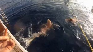 Ловля Акулы мальдивы экстрим с подводной сьемкой shark fishing