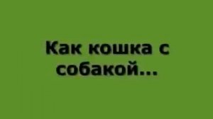 ПРИКОЛЫ ЧАЙКАМ ДАЛИ СЛАБИТЕЛЬНОЕ!