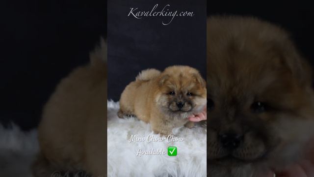 Мини Чау-Чау по кличке Тамерлан😍продаётся☎️ Mini Chow-Chow named Tamerlan😍 today he can be yours✅