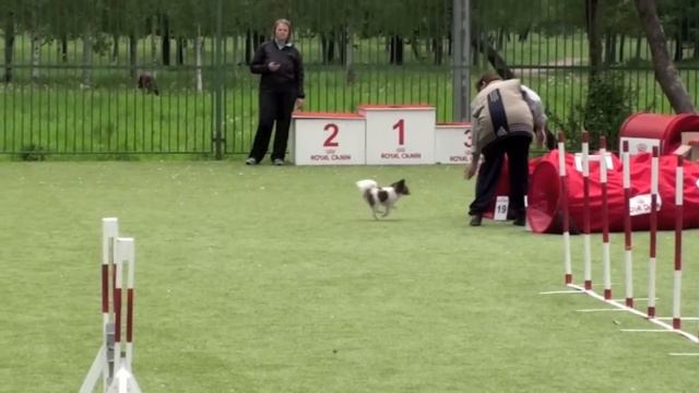 Чемпионат СПб по аджилити, 02.06.2012 г., Городская Собака V33 смотреть онлайн