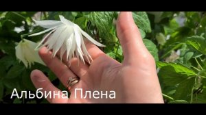 Обзор сортов КНЯЖИКОВ, цветение 2х летних саженцев