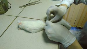 Забор крови у крыс