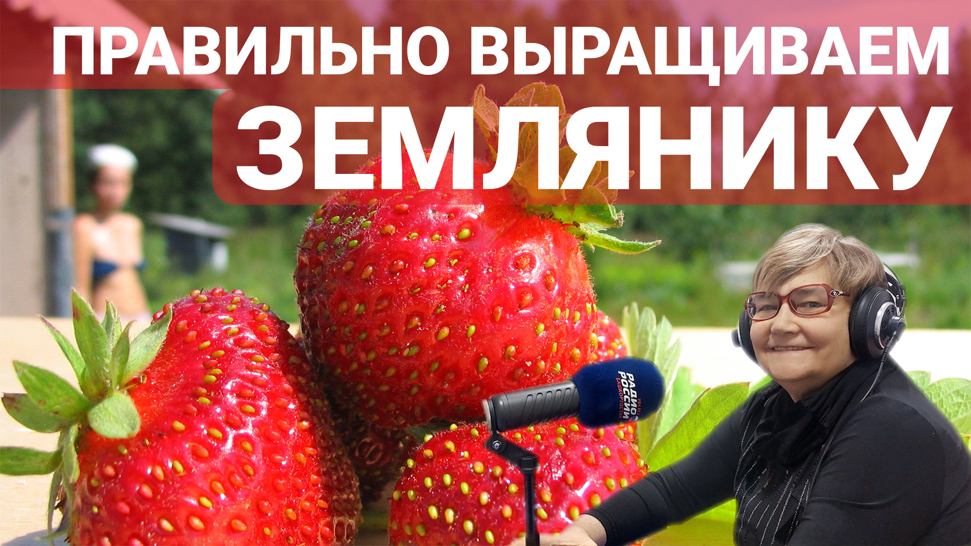 Уход за земляникой в конце лета и осенью (и не только)