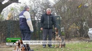 Собака для охраны, простая дрессировка нормального щенка овчарки