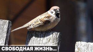 Чем занимаются люди в деревне. Кино о селе.