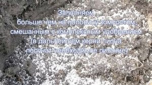 Когда и как пересаживать пионы
