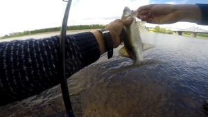 Ловля судака в центре Твери. Джиг.