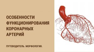 Особенности функционирования коронарных сосудов