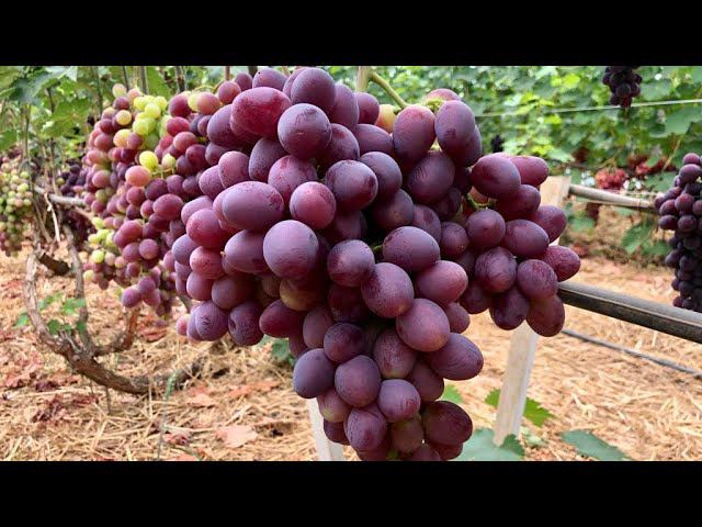 Созревший виноград в теплице, обзор.