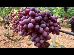 Созревший виноград в теплице, обзор.