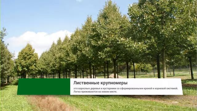 Деревья-крупномеры из питомника растений