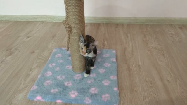 Котенок сфинкс Маргоша впервые видит когтеточку Её реакция смотреть онлайн