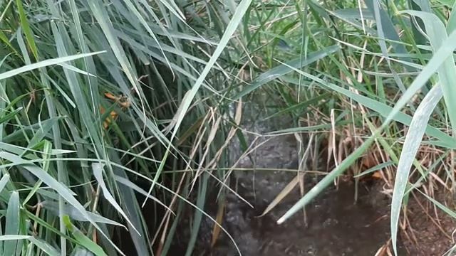 ВОДИТЕЛИ - продолжение романа часть1, главы 4,5,6,7 (Анатолий Рыбаков) смотреть онлайн