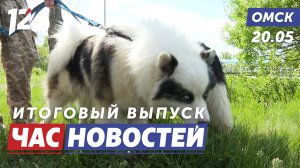 Фестиваль собак / Подтопление / Помощь пострадавшим. Новости Омска
