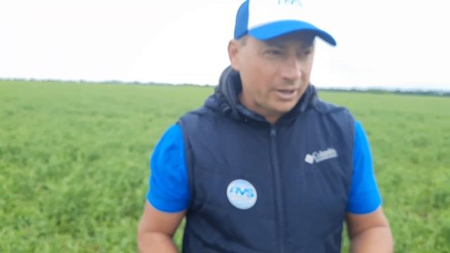Листовая подкормка бобовых культур биостимуляторами роста Биосил и Регоплант с пестицидами.