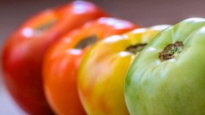 Где, как и сколько хранить собранные помидоры?