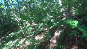 прогулка по уссурийской тайге