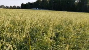 No-Till 2020. Основная проблема при переходе на ноль. Овсюг.