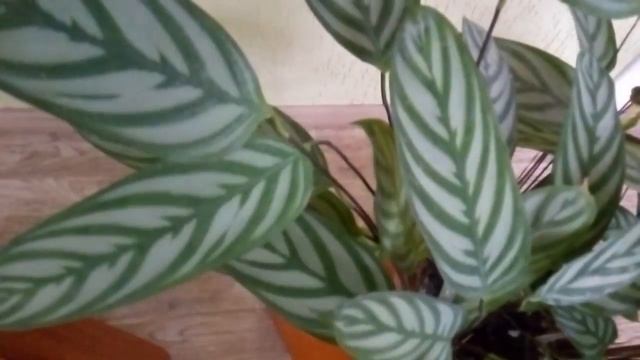 Ктенанта уход в домашних условиях. Приметы и суеверия