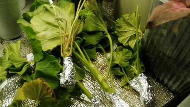 Новые неукорененные черенки пеларгоний от Марины Орловской. смотреть онлайн