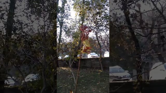 Посадка кленов Роял ред в городском парке г. КРАСНОДАРЕ смотреть онлайн