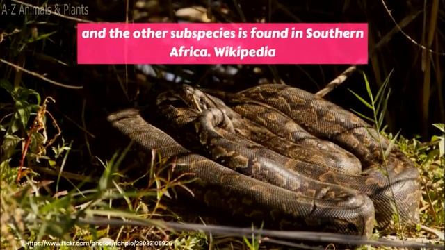 African rock python (Python sebae)