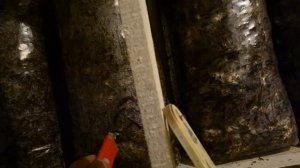 Грибы Вешенка Перфорация Зарастание Грибных Блоков Рост Мицелия на Экспериментальном Субстрате