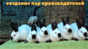 Инбридинг.  Близкородственное скрещивание  в кролиководстве