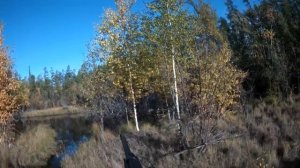 Охота на уток в Якутии. Сайга 12С /  Random SOLO duck hunt in Yakutia with Laika 2021 Saiga 12S