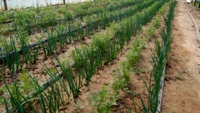 Прибыльный бизнес выращивание зелени на продажу СКОЛЬКО МОЖНО ЗАРАБОТАТЬ  БИЗНЕС ИДЕЯ