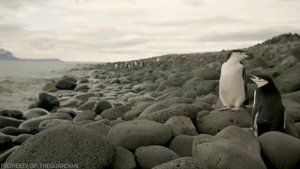 Как Передвигаются Пингвины и Почему у Них Походка Вразвалку?