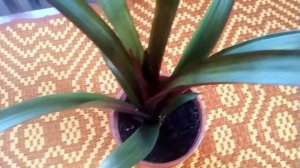 Rośliny doniczkowe : bromelia cz.2🌱🌺