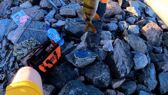 Окунь!!!Рыбалка на дамбе!!! Финский залив#fishing#дамба#ловляокуня #рыбалка2022 #рыбалкаспб#джиг