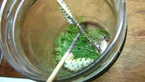 Гусеница Махаона окукливается Papilio machaon