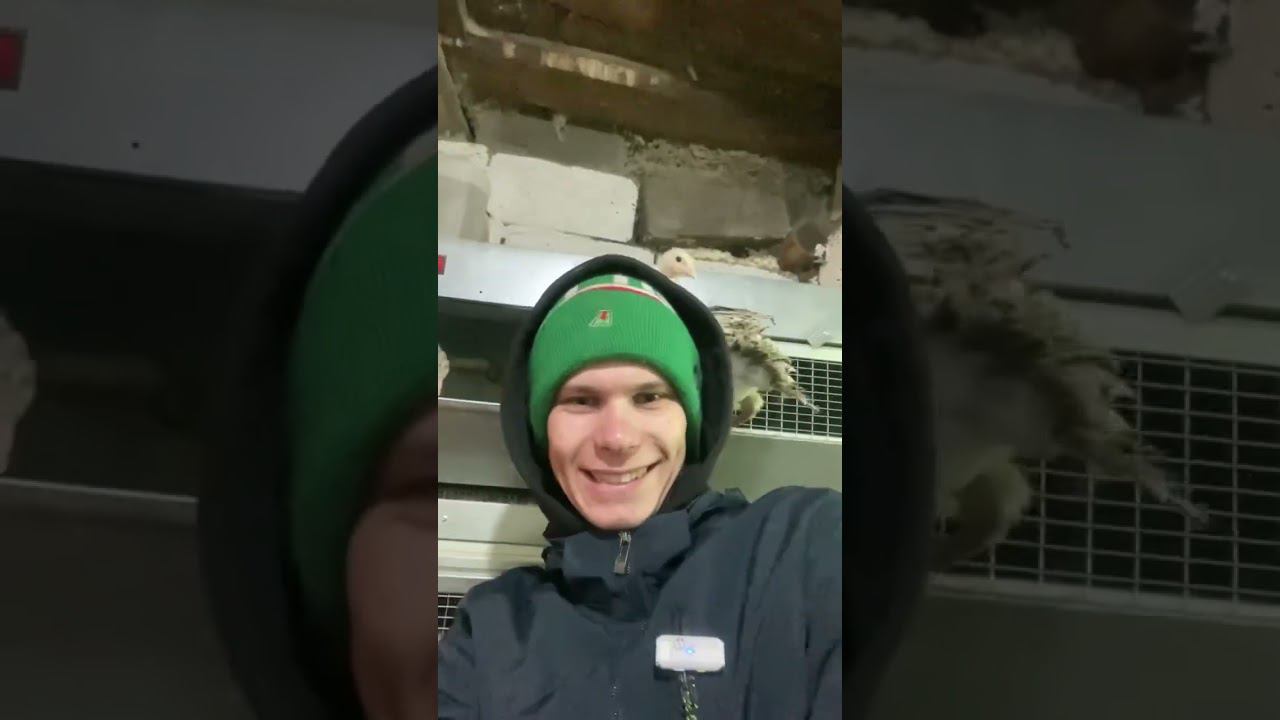 Весення суета на хоздворе смотреть онлайн