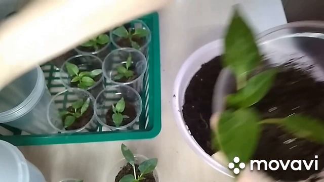 Перевалка подросшей рассады перца в большие стаканы. смотреть онлайн