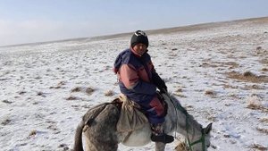 Лошак или мул? Встреча с соседским пастухом.