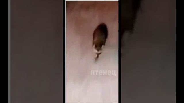 Енот напал на человека / Raccoon attacked a man