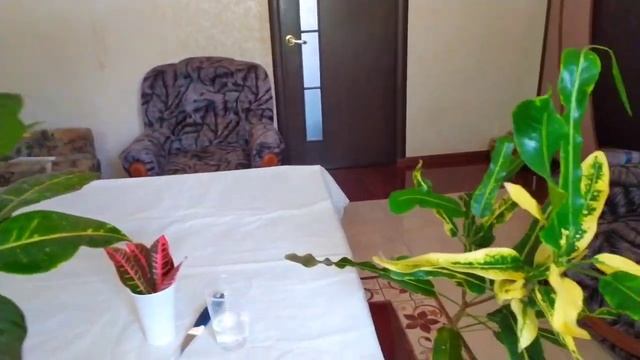 Indoor flowers/?Обзор комнатных растений/?Как размножаю свой кротон смотреть онлайн