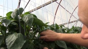 Надежный и урожайный перец Денвер, отличный выбор на осень!