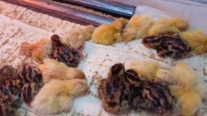 Отбор перепелов для родительского стада.