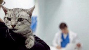 Аллергия у кошек.Симптомы и причины