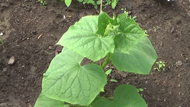 Огуречик мой зелёный!!! смотреть онлайн