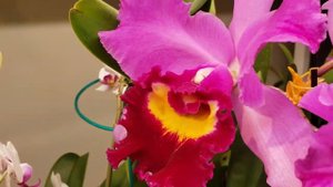 RLC Taichung Beauty