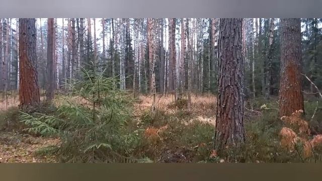 О Чаге. Чага не гриб❗