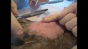 Как делают стерилизацию кошки "СЛАБОНЕРВНЫМ НЕ СМОТРЕТЬ"