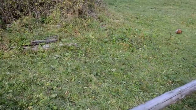 Выпас коров. Село Рыбник в Карпатах. смотреть онлайн