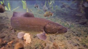 АМИЯ - Ильная рыба