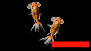 GOLDFISH VARIETIES | Goldfish Types