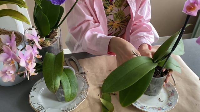 Желтые листья у фаленопсиса от шеи! Желтеют листья у орхидеи что делать???